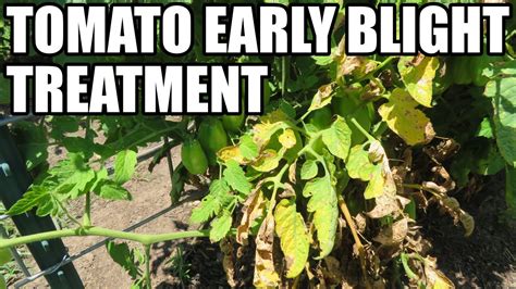 Tomato blight treatment. Things To Know About Tomato blight treatment. 
